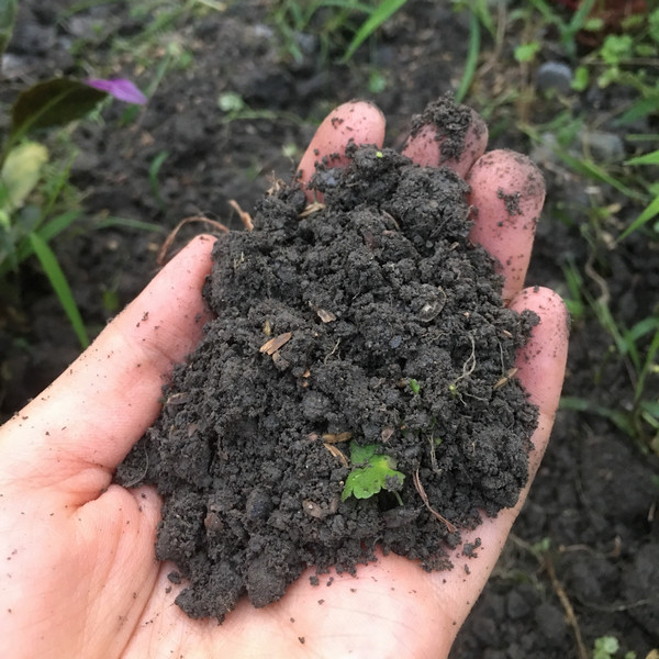 懶人堆肥坑生出的土壤 懶人堆肥坑生出的土壤