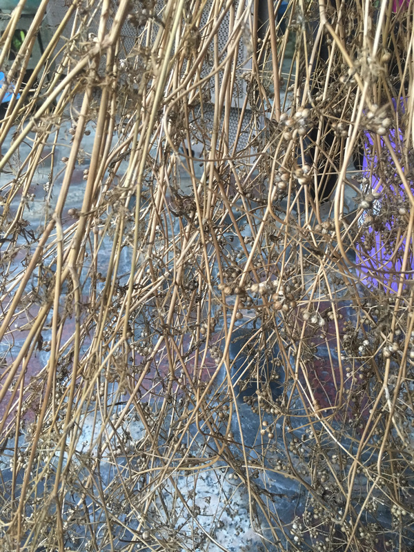 留種_香菜種子 留種_香菜種子