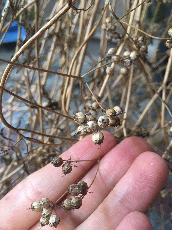 留種_香菜種子 留種_香菜種子