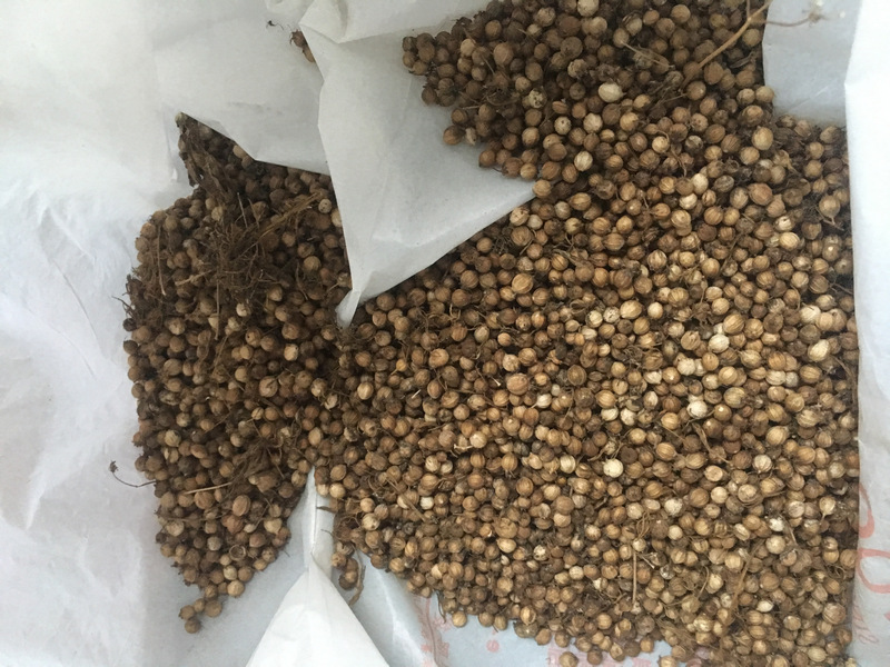 留種_香菜種子 留種_香菜種子