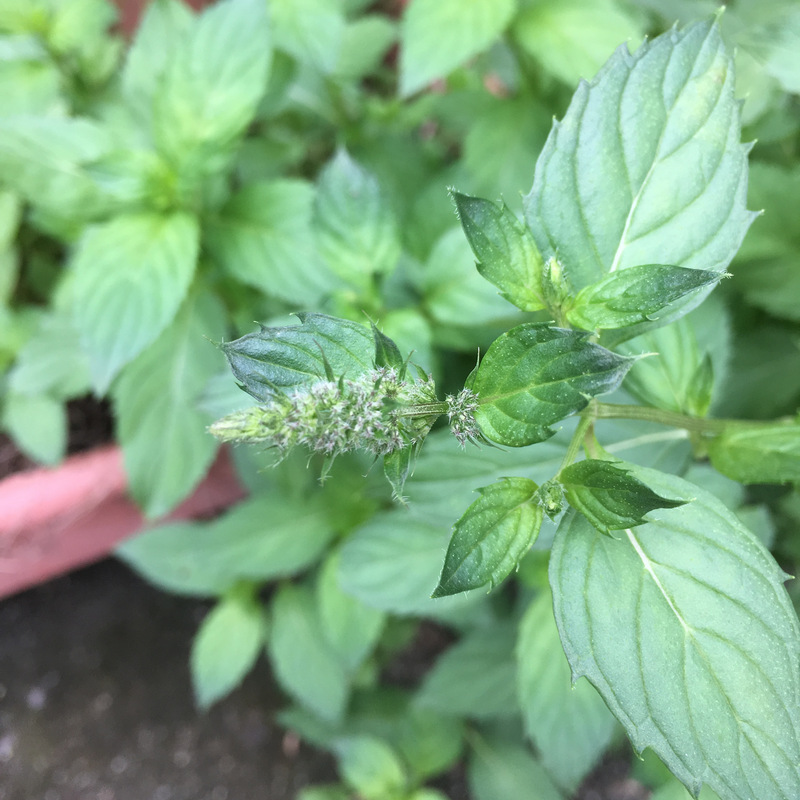 瑞士薄荷 瑞士薄荷