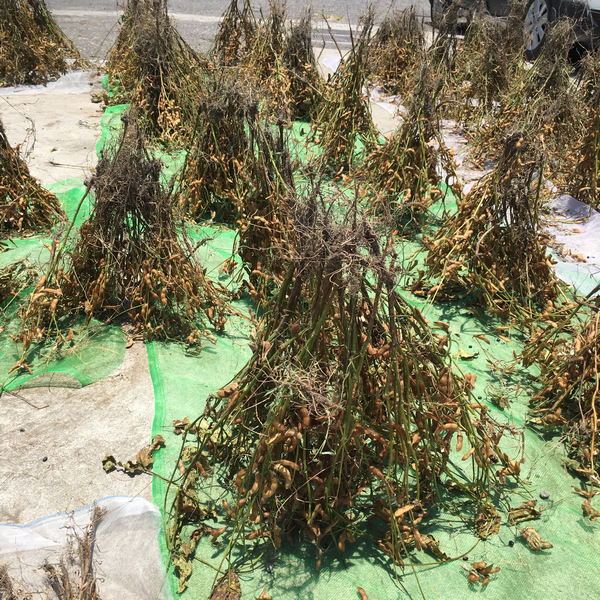 自然農法黑豆田