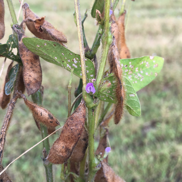 自然農法黑豆田
