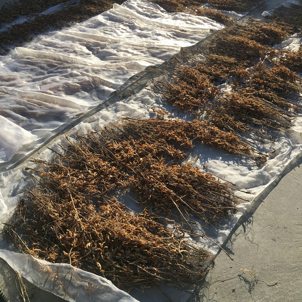 自然農法黑豆田