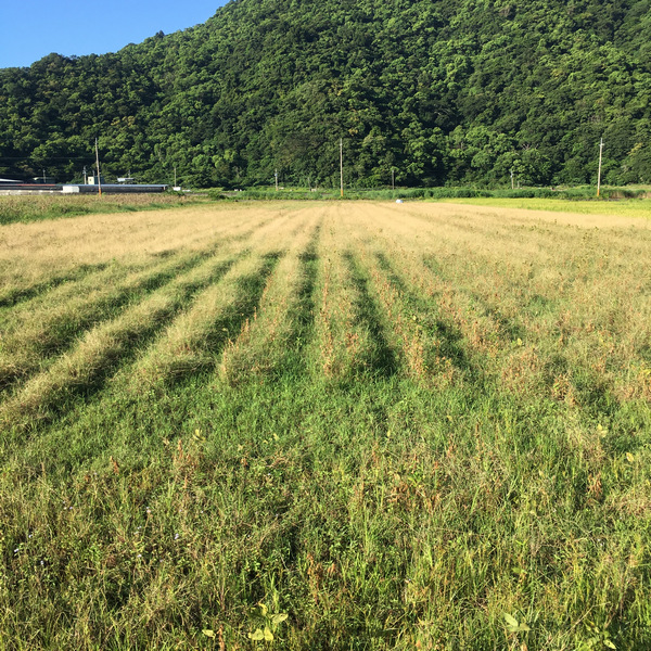 自然農法黑豆田