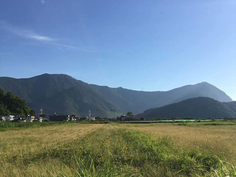 自然農法黑豆田