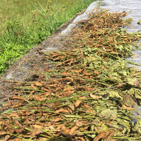 自然農法黑豆田