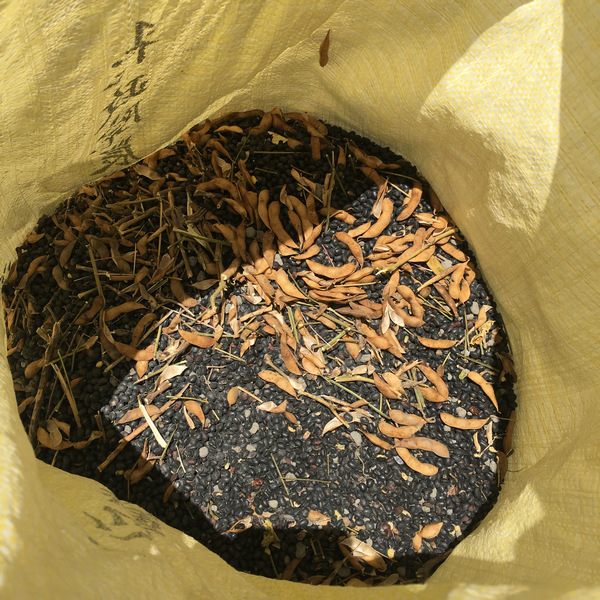 自然農法黑豆