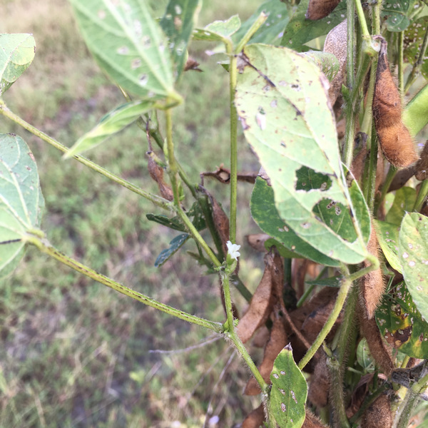 自然農法黑豆田