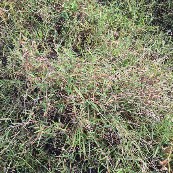 自然農法黑豆田