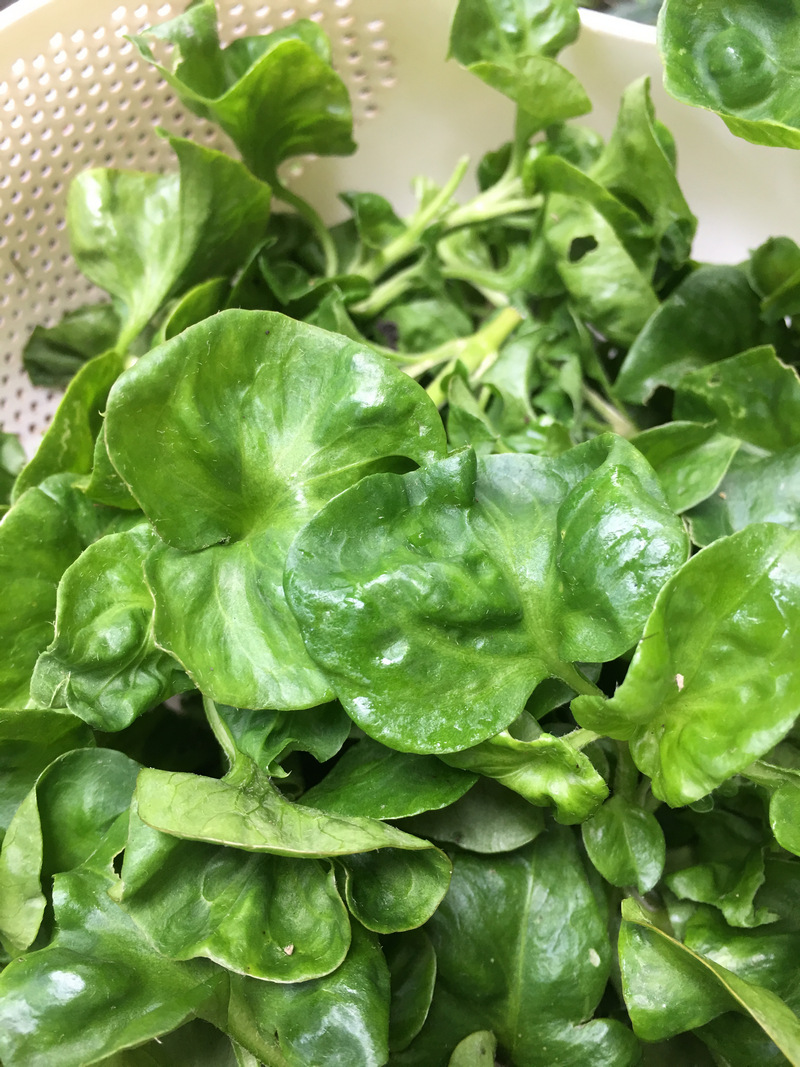嘟嘟配_巴西菠菜 Brazilian spinach