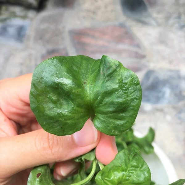 嘟嘟配_巴西菠菜 Brazilian spinach