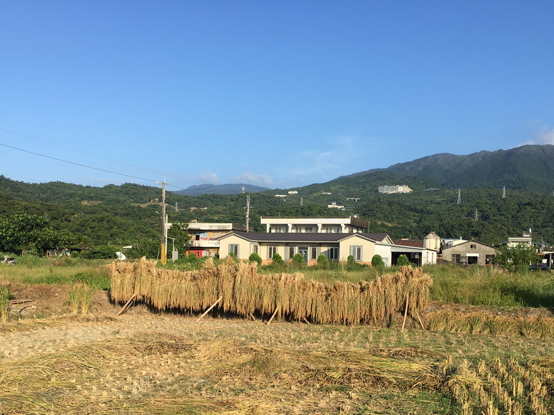 宜蘭音樂米 手割稻 倒掛日曬米
