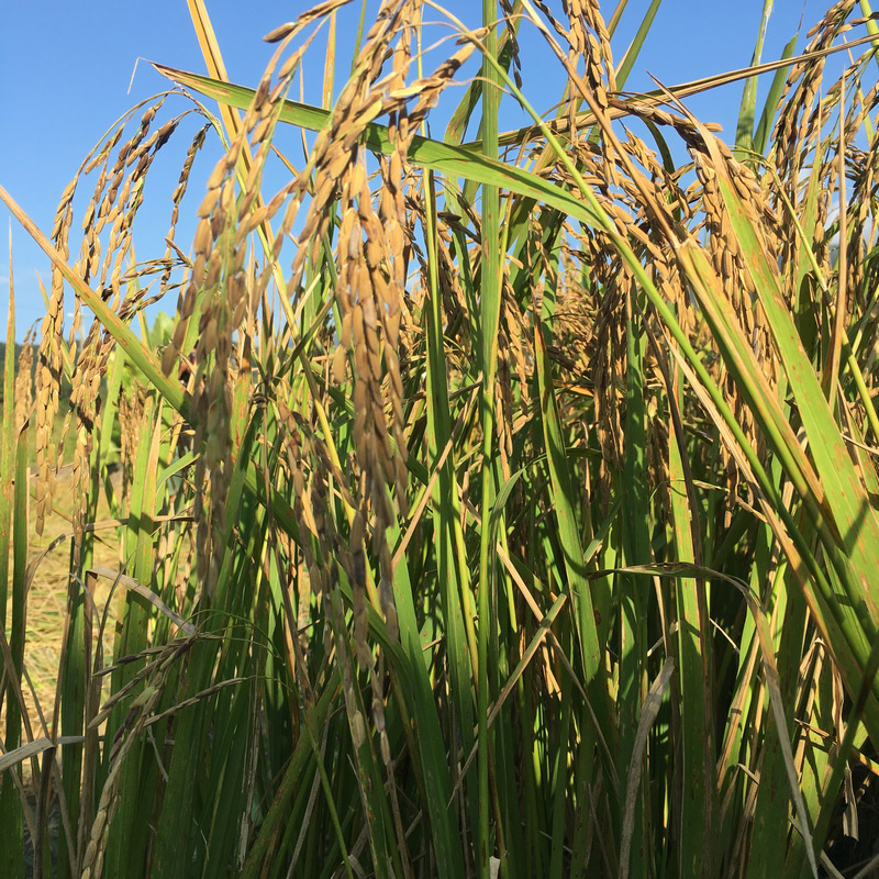 宜蘭音樂米 手割稻 農事體驗旅行 宜蘭音樂米 手割稻 農事體驗旅行