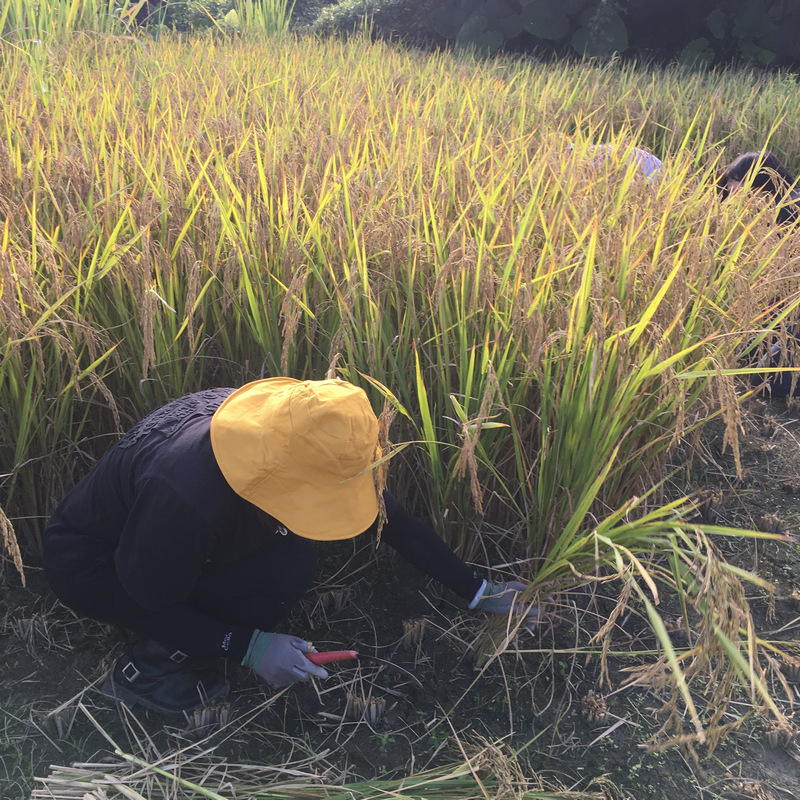 宜蘭音樂米 手割稻 農事體驗旅行 宜蘭音樂米 手割稻 農事體驗旅行