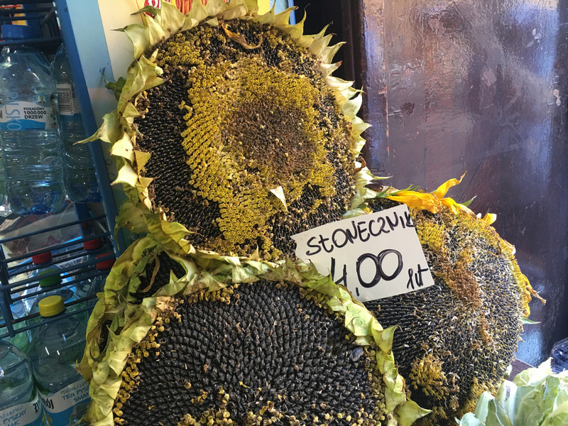 波蘭Krakow小超市裡的向日葵 波蘭Krakow小超市裡的向日葵