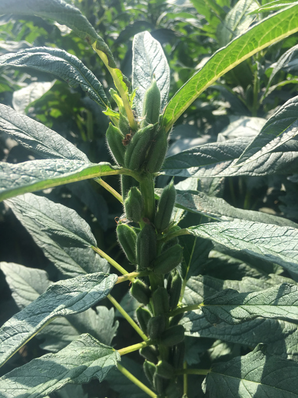 台南芝麻田 台南芝麻田