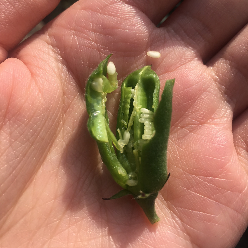 台南芝麻田 台南芝麻田