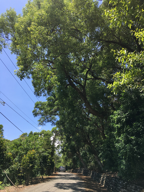 花蓮吉安楓林步道 花蓮吉安楓林步道