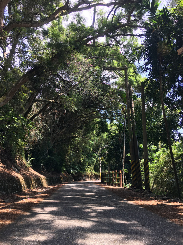 花蓮吉安楓林步道 花蓮吉安楓林步道