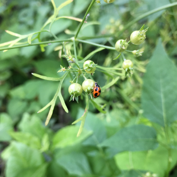 菜園喜事_實驗迷你小菜園 菜園喜事_實驗迷你小菜園