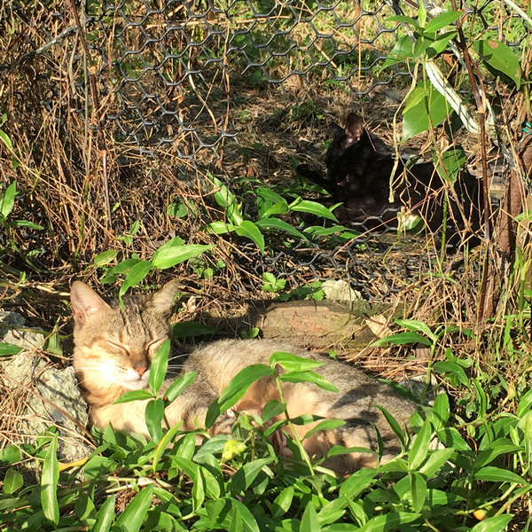 菜園喜事_實驗迷你小菜園 菜園喜事_實驗迷你小菜園