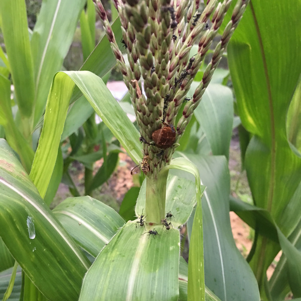 自耕自食實驗迷你小菜園 菜園喜事_實驗迷你小菜園