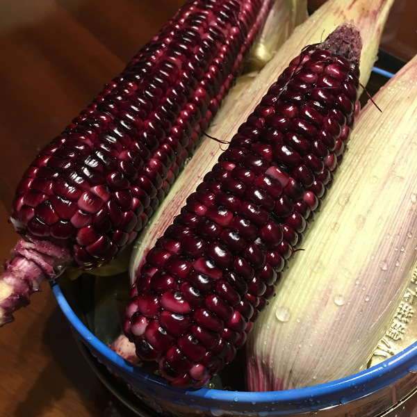 菜園喜事_實驗迷你小菜園 菜園喜事_實驗迷你小菜園