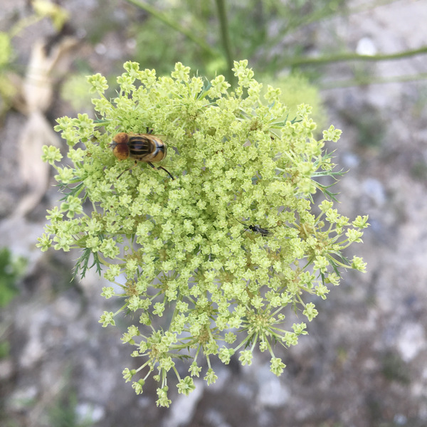 菜園喜事_實驗迷你小菜園 菜園喜事_實驗迷你小菜園