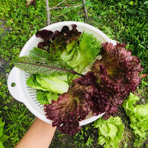 菜園喜事_實驗迷你小菜園 菜園喜事_實驗迷你小菜園