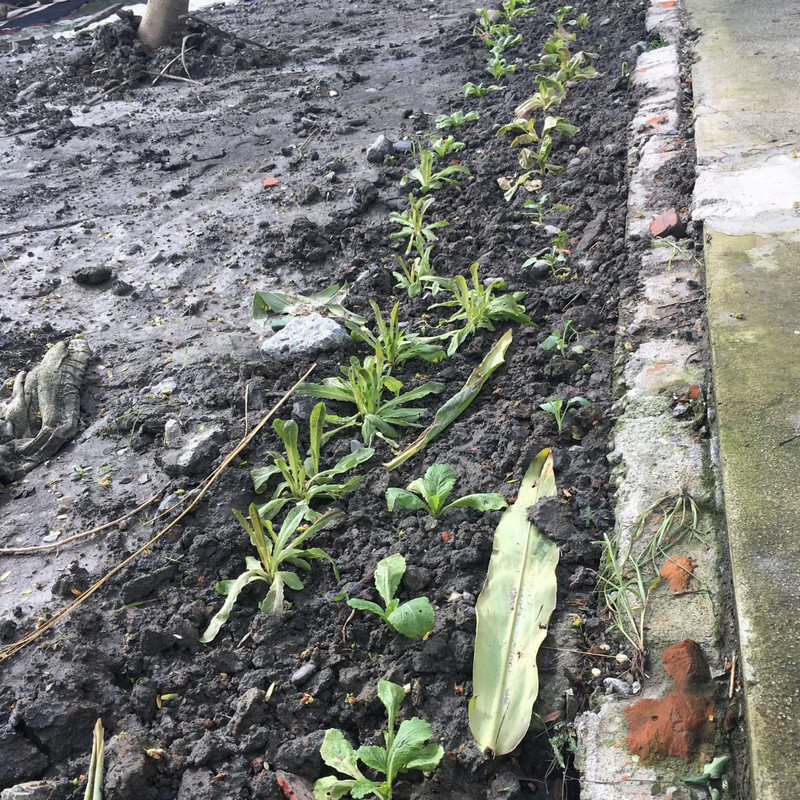 菜園喜事_實驗迷你小菜園 菜園喜事_實驗迷你小菜園
