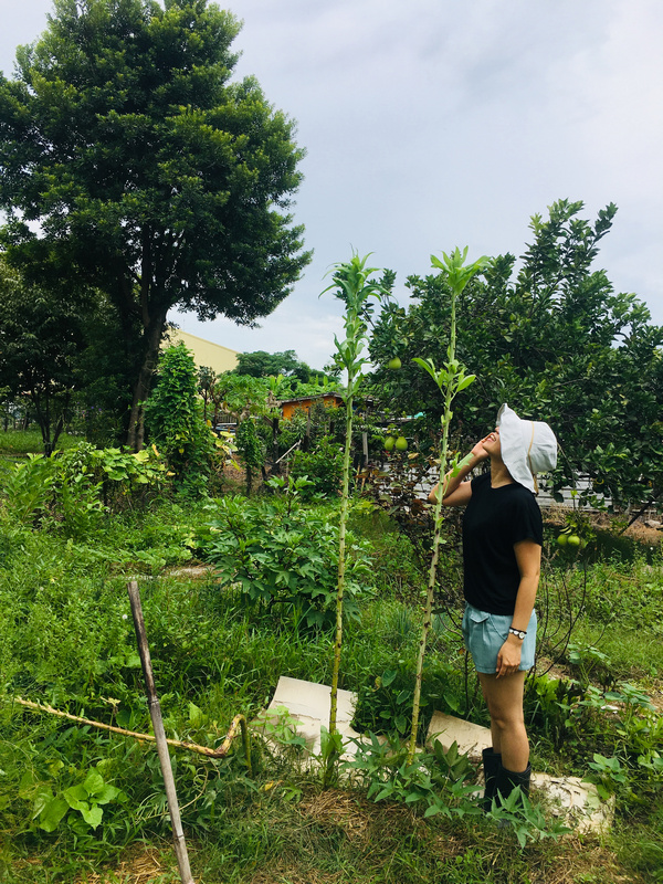 菜園喜事_實驗迷你小菜園 菜園喜事_實驗迷你小菜園