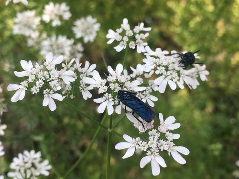 菜園喜事_實驗迷你小菜園