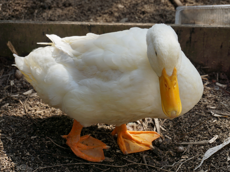宜蘭_友善小農嘟嘟配 宜蘭_友善小農嘟嘟配