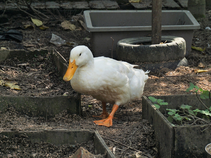 宜蘭_友善小農嘟嘟配