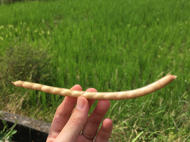 宜蘭_友善小農嘟嘟配_米豆 宜蘭_友善小農嘟嘟配_米豆