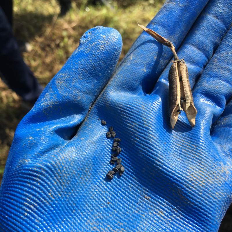 宜蘭嘟嘟配_採收芝麻 宜蘭嘟嘟配_採收芝麻