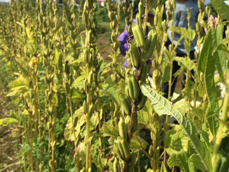 宜蘭嘟嘟配_採收芝麻