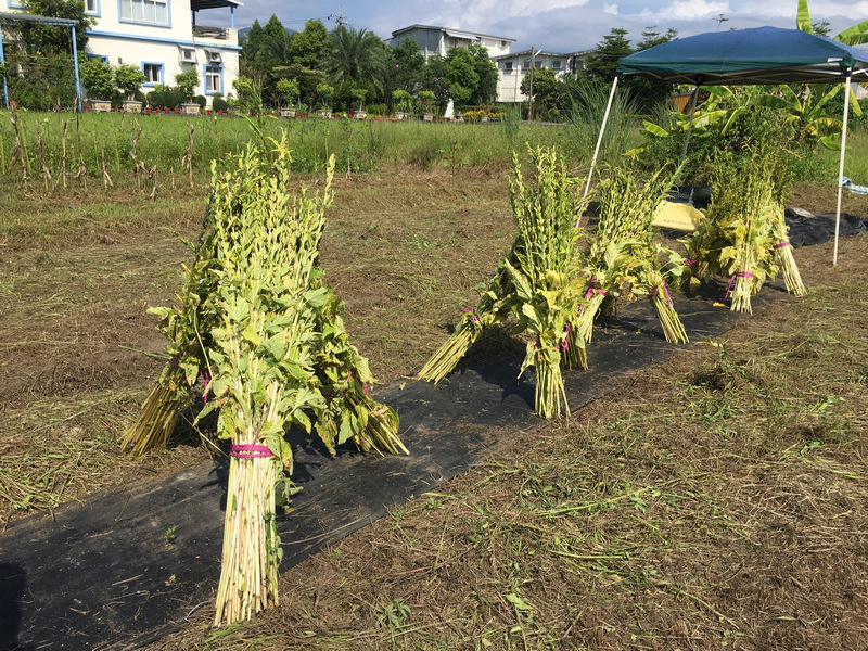 宜蘭嘟嘟配_採收芝麻 宜蘭嘟嘟配_採收芝麻
