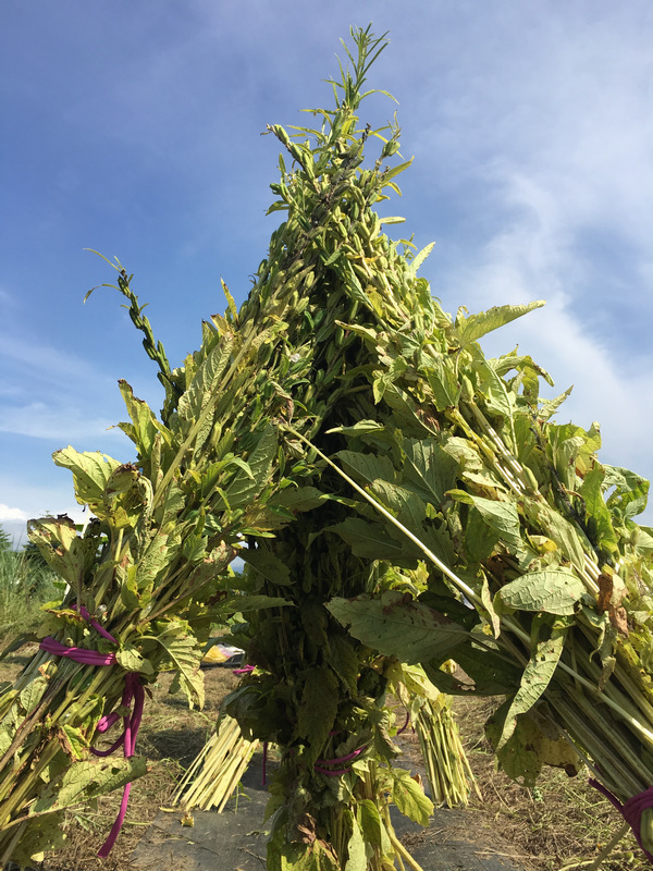 宜蘭嘟嘟配_採收芝麻 宜蘭嘟嘟配_採收芝麻