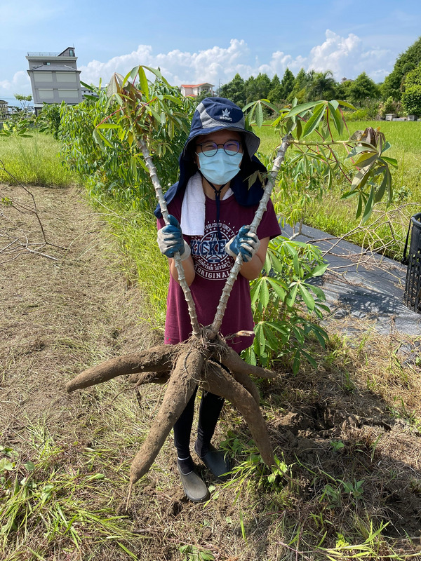 宜蘭嘟嘟配_採收樹薯 宜蘭嘟嘟配_採收樹薯