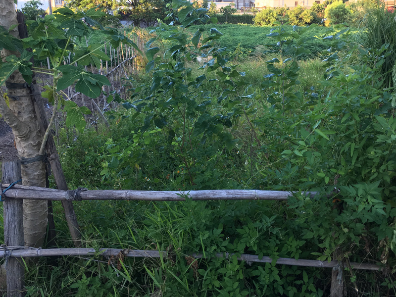 菜園喜事_實驗竹米菜園