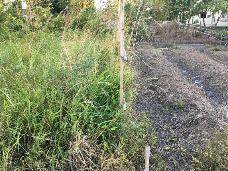 菜園喜事_實驗竹米菜園