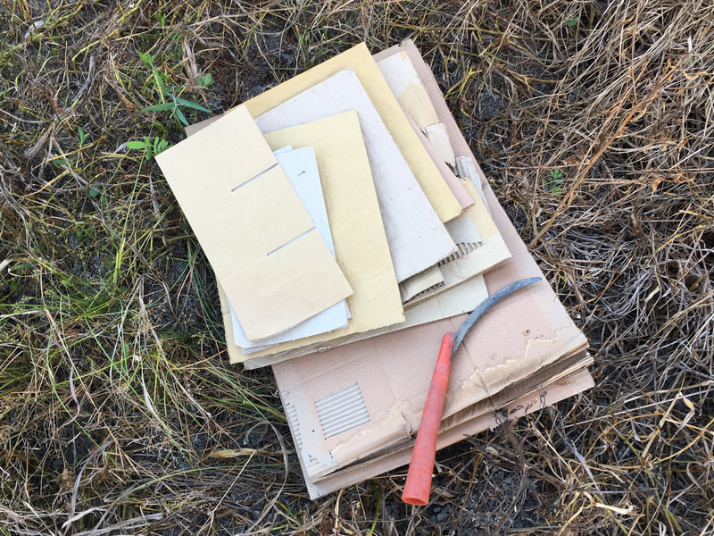 菜園喜事_實驗竹米菜園