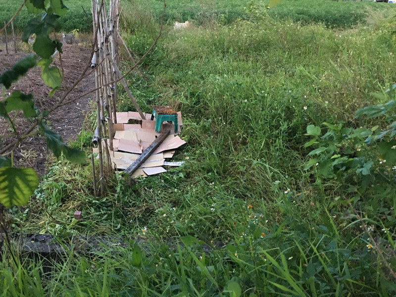 菜園喜事_實驗竹米菜園