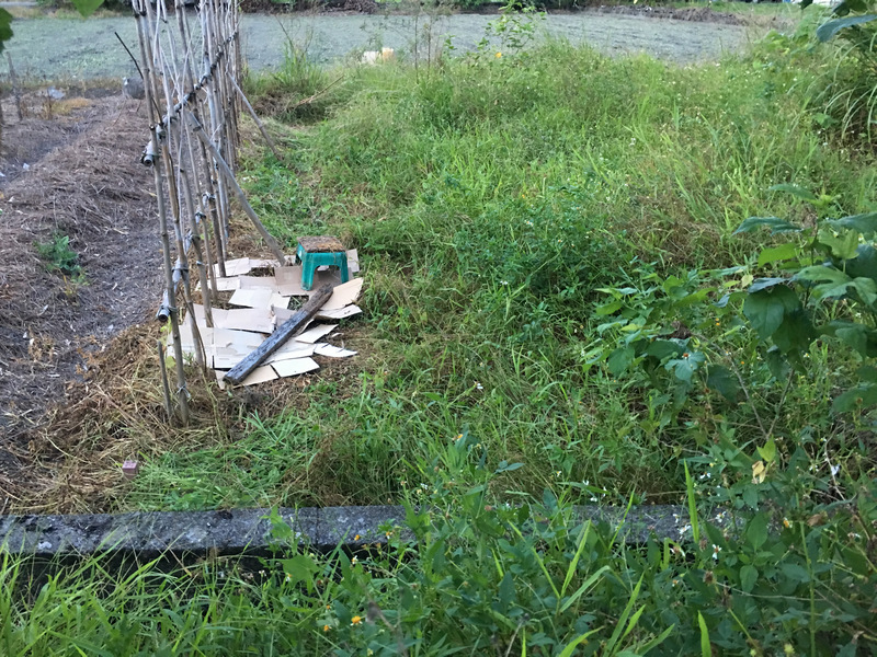 菜園喜事_實驗竹米菜園