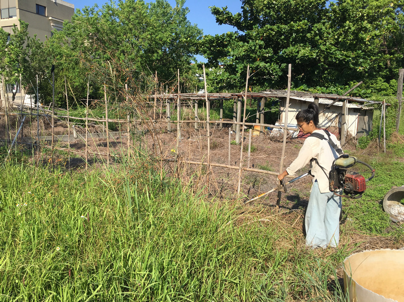 菜園喜事_實驗竹米菜園