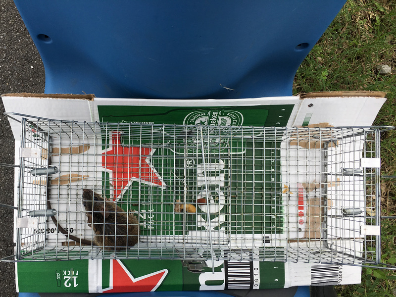 友善捕鼠除鼠方式 友善捕鼠除鼠方式