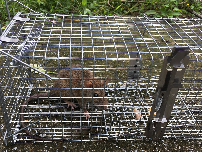 友善捕鼠除鼠方式 友善捕鼠除鼠方式