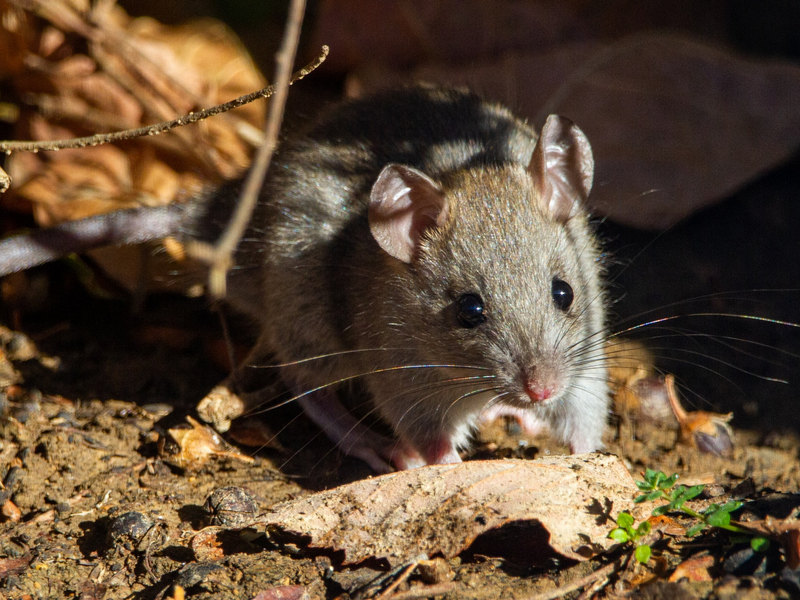 友善捕鼠除鼠方式